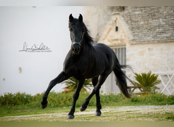 Murgese, Étalon, 3 Ans, 155 cm, Noir