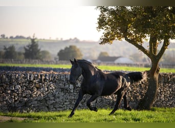 Murgese, Étalon, 3 Ans, 156 cm, Noir