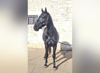 Murgese, Étalon, 3 Ans, 157 cm, Noir