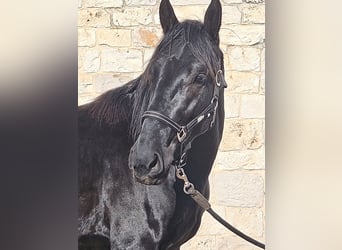 Murgese, Étalon, 3 Ans, 157 cm, Noir