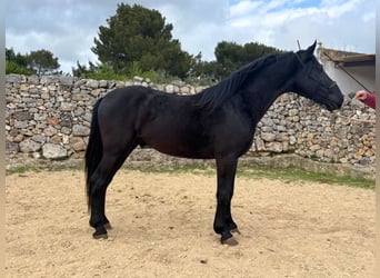 Murgese, Étalon, 3 Ans, 158 cm, Noir