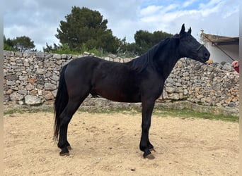 Murgese, Étalon, 3 Ans, 158 cm, Noir