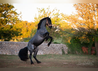 Murgese, Étalon, 3 Ans, 158 cm, Rouan Bleu