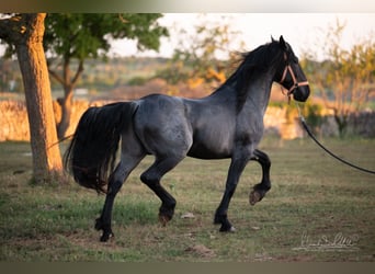 Murgese, Étalon, 3 Ans, 158 cm, Rouan Bleu