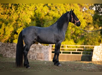 Murgese, Étalon, 3 Ans, 158 cm, Rouan Bleu