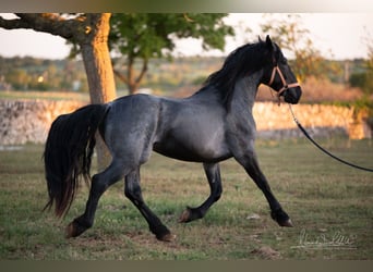 Murgese, Étalon, 3 Ans, 158 cm, Rouan Bleu