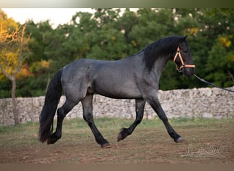 Murgese, Étalon, 3 Ans, 158 cm, Rouan Bleu