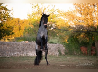 Murgese, Étalon, 3 Ans, 158 cm, Rouan Bleu