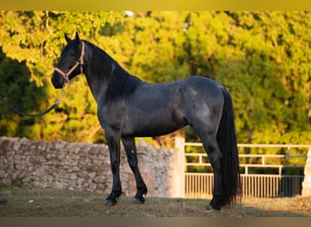 Murgese, Étalon, 3 Ans, 158 cm, Rouan Bleu