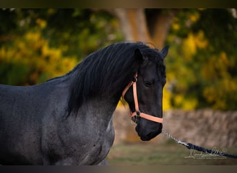 Murgese, Étalon, 3 Ans, 158 cm, Rouan Bleu