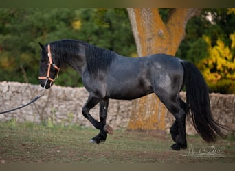 Murgese, Étalon, 3 Ans, 158 cm, Rouan Bleu