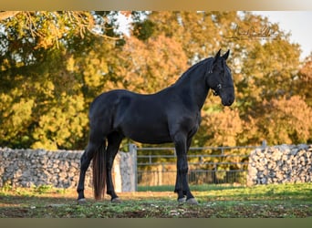 Murgese, Étalon, 3 Ans, 160 cm, Noir