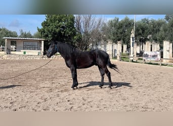 Murgese, Étalon, 3 Ans, 160 cm, Noir