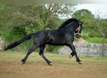 Murgese, Étalon, 3 Ans, 160 cm, Noir