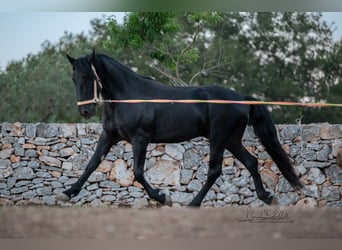 Murgese, Étalon, 3 Ans, 160 cm, Noir