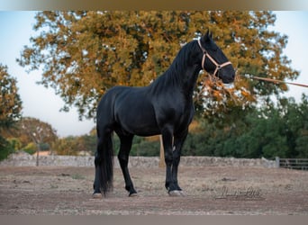 Murgese, Étalon, 3 Ans, 160 cm, Noir