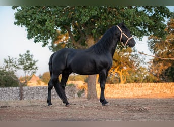 Murgese, Étalon, 3 Ans, 160 cm, Noir