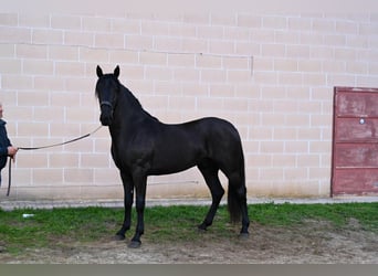 Murgese, Étalon, 3 Ans, 161 cm, Noir