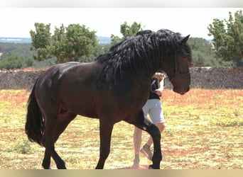 Murgese, Étalon, 3 Ans, 163 cm, Noir