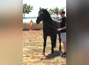 Murgese, Étalon, 3 Ans, 163 cm, Noir