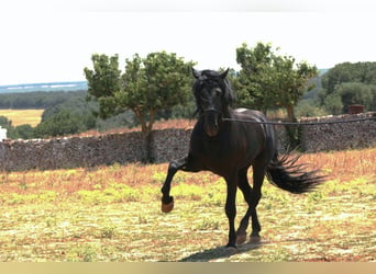 Murgese, Étalon, 3 Ans, 163 cm, Noir