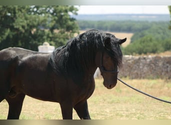 Murgese, Étalon, 3 Ans, 163 cm, Noir