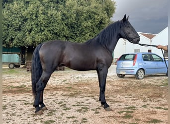 Murgese, Étalon, 3 Ans, 163 cm, Noir