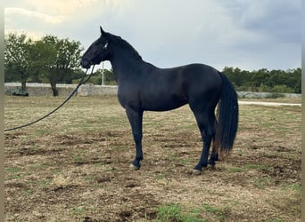 Murgese, Étalon, 3 Ans, 163 cm, Noir