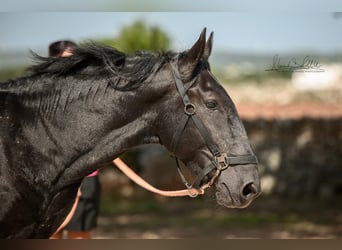 Murgese, Étalon, 3 Ans, 164 cm, Noir