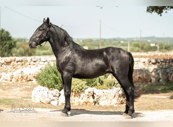 Murgese, Étalon, 3 Ans, 164 cm, Noir