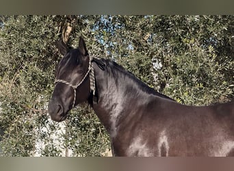 Murgese, Étalon, 3 Ans, 164 cm, Noir