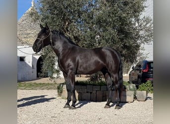 Murgese, Étalon, 3 Ans, 164 cm, Noir