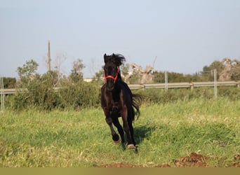 Murgese, Étalon, 3 Ans, 165 cm, Noir