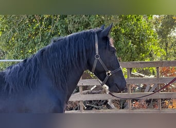 Murgese, Étalon, 3 Ans, 165 cm, Noir