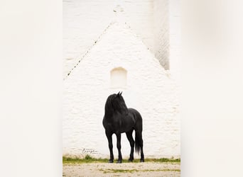 Murgese, Étalon, 3 Ans, 165 cm, Noir
