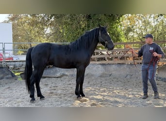 Murgese, Étalon, 3 Ans, 165 cm, Noir