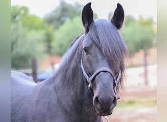 Murgese, Étalon, 4 Ans, 155 cm, Noir