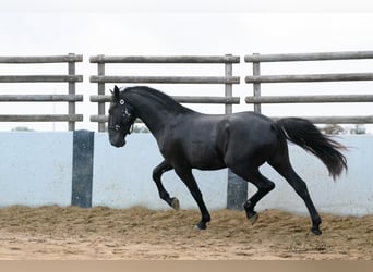 Murgese, Étalon, 4 Ans, 156 cm, Noir