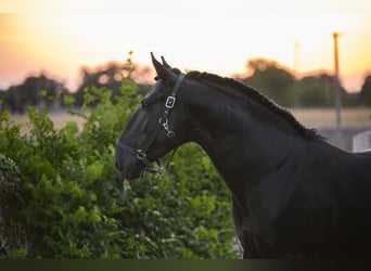Murgese, Étalon, 4 Ans, 156 cm, Noir