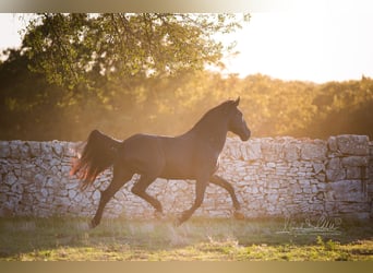 Murgese, Étalon, 4 Ans, 160 cm, Noir
