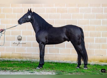 Murgese, Étalon, 6 Ans, 163 cm, Noir