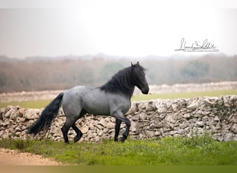 Murgese, Étalon, 7 Ans, 161 cm, Rouan Bleu