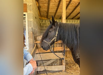 Murgese, Gelding, 10 years, 16 hh, Black