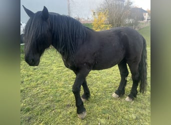 Murgese, Gelding, 11 years, 15.2 hh, Black