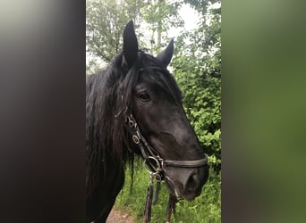 Murgese, Gelding, 11 years, 15.2 hh, Black