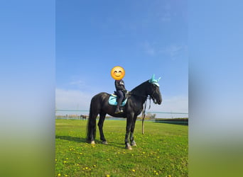 Murgese, Gelding, 11 years, 16 hh, Black