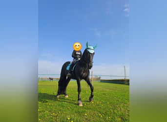 Murgese, Gelding, 11 years, 16 hh, Black