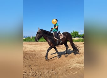 Murgese, Gelding, 11 years, 16 hh, Black