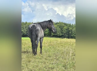 Murgese, Wallach, 12 Jahre, 16 hh, Roan-Blue