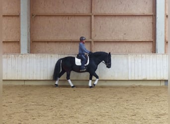 Murgese, Gelding, 13 years, 15.2 hh, Black